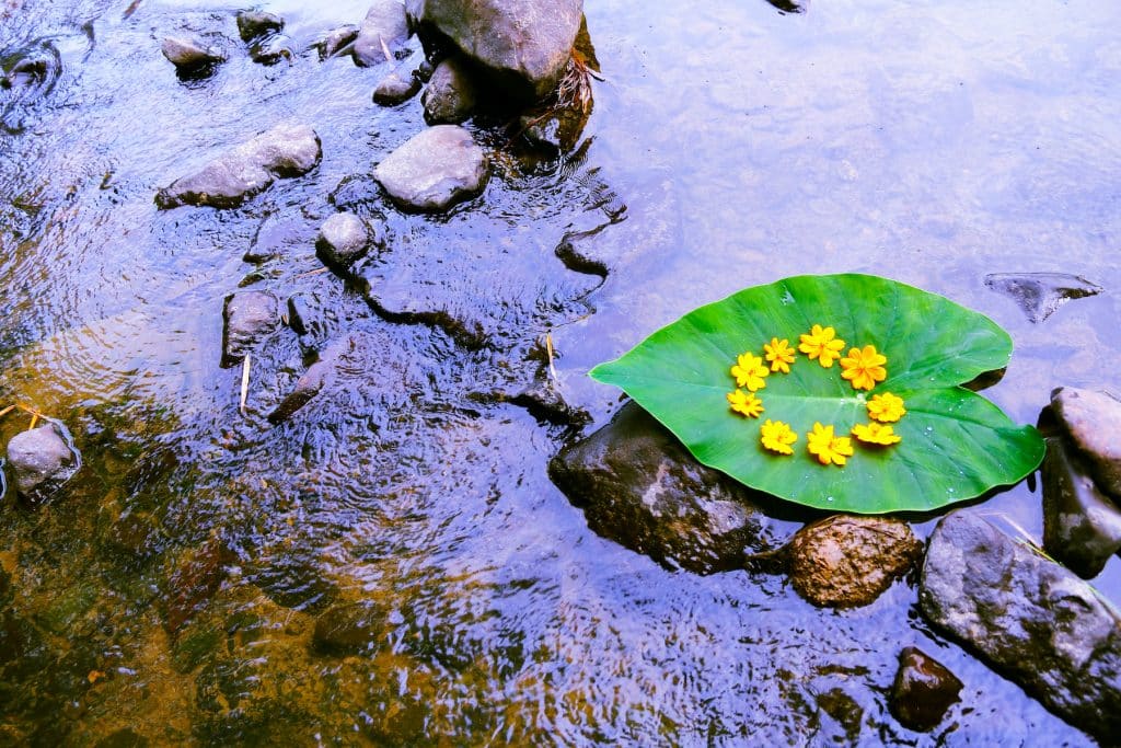 ecosystem balance with nature