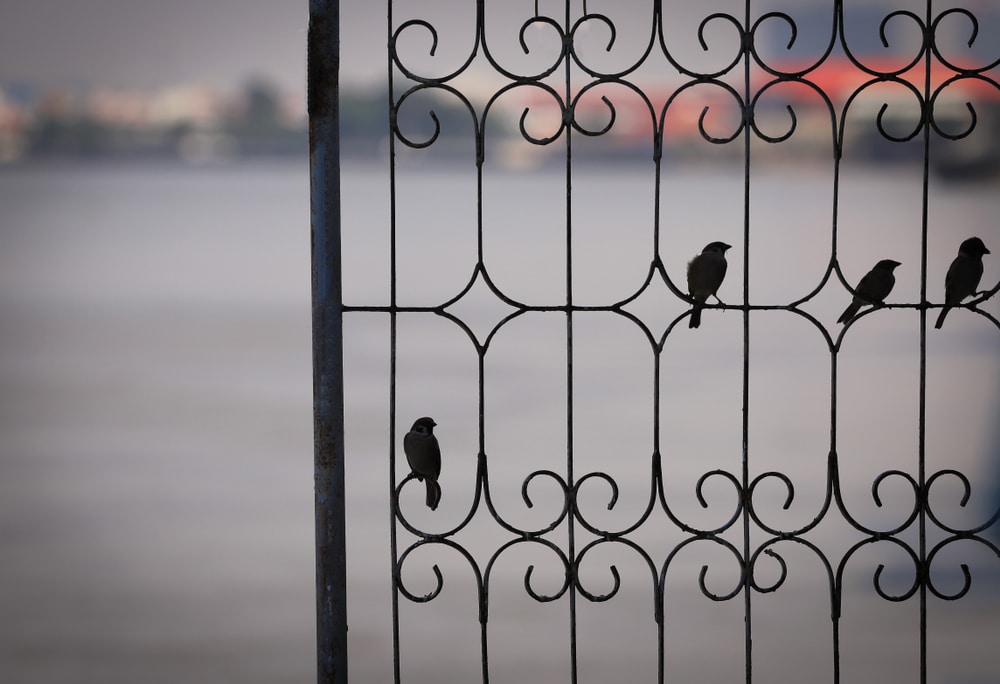Small birds perch on ornamental railing overlooking body of water, out of focus, city, urban wildlife