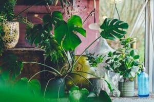 eclectic interiors, multiple indoor plants and ornamental glassware against pink interior with filtered light, biophilic interior design