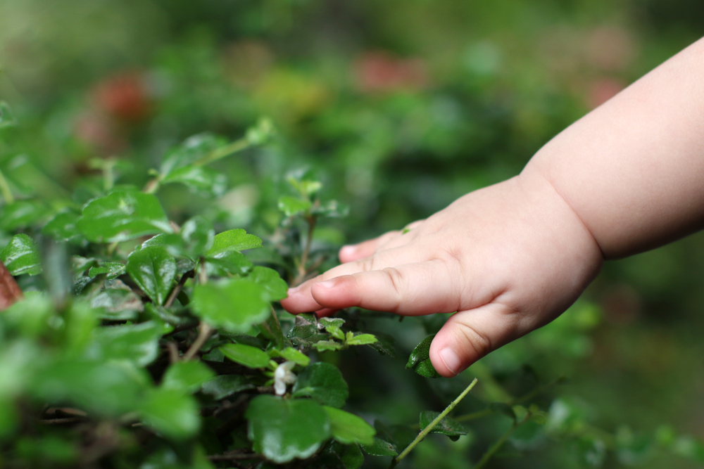 Toddler's hand brushes over leaves, in close up, sensory design