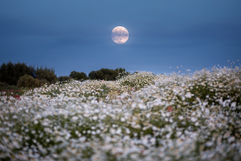 Evocative moonscape view over soft white