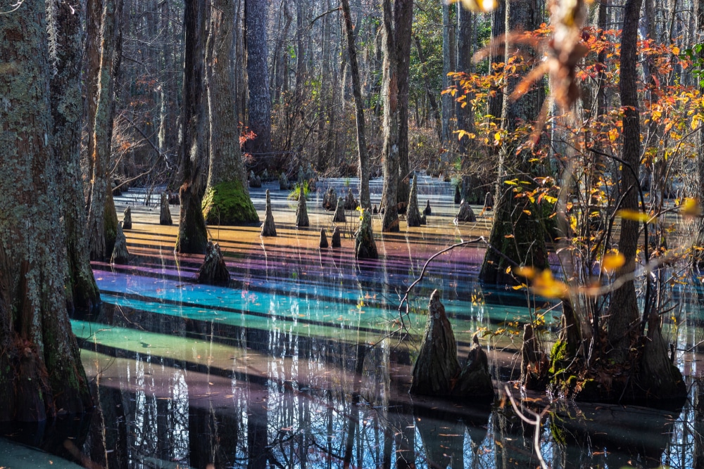 Rainbow pools in forest